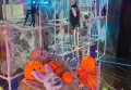 发招聘信息文案印花（招募启事创意设计与印制文案）